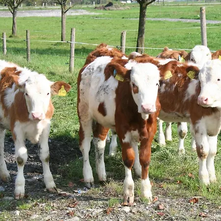 Braun Hof